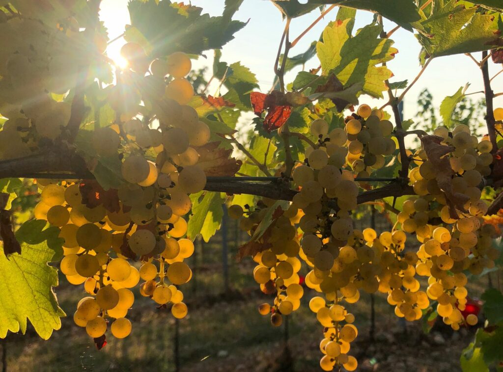 Sostenibilità Agricola in Friuli Venezia Giulia Vini Terre di Trincea Friuli Venezia Giulia